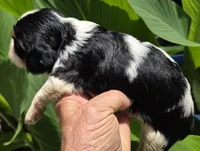Sleepy, a male Cavalier King Charles Spaniel for sale in Elkland, MO – 2 of 4