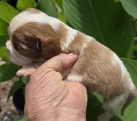 Doc, a male Cavalier King Charles Spaniel for sale in Elkland, MO – 1 of 4