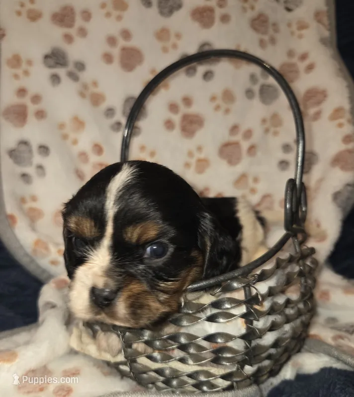 Happy – Cavalier King Charles Spaniel puppy for sale in Elkland, MO
