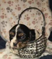 Happy, a male Cavalier King Charles Spaniel for sale in Elkland, MO – 4 of 4