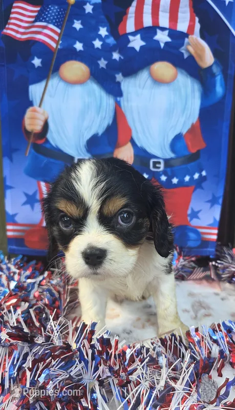 Sleepy – Cavalier King Charles Spaniel puppy for sale in Elkland, MO