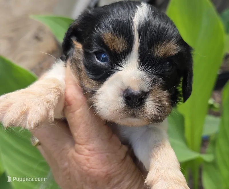 Happy – Cavalier King Charles Spaniel puppy for sale in Elkland, MO