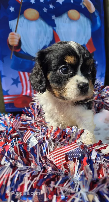 Happy – Cavalier King Charles Spaniel puppy for sale in Elkland, MO
