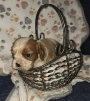 Doc, a male Cavalier King Charles Spaniel for sale in Elkland, MO – 3 of 4