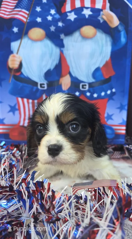 Dopey – Cavalier King Charles Spaniel puppy for sale in Elkland, MO