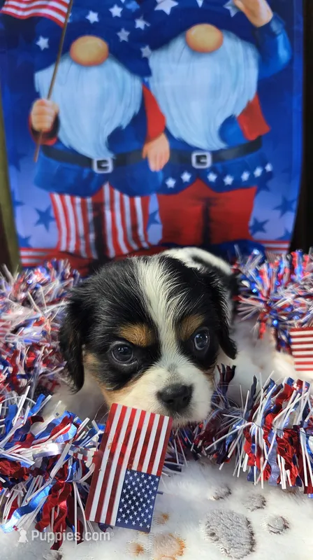 Bashful – Cavalier King Charles Spaniel puppy for sale in Elkland, MO