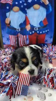 Bashful, a male Cavalier King Charles Spaniel for sale in Elkland, MO – 1 of 2