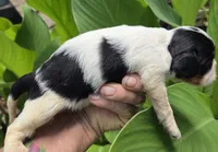 Bashful, a male Cavalier King Charles Spaniel for sale in Elkland, MO – 3 of 4