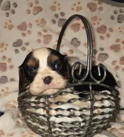 Dopey, a male Cavalier King Charles Spaniel for sale in Elkland, MO – 3 of 4