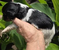 Happy, a male Cavalier King Charles Spaniel for sale in Elkland, MO – 2 of 4
