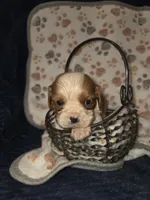 Doc, a male Cavalier King Charles Spaniel for sale in Elkland, MO – 4 of 4