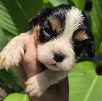 Sleepy, a male Cavalier King Charles Spaniel for sale in Elkland, MO – 1 of 4