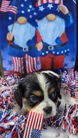 Bashful, a male Cavalier King Charles Spaniel for sale in Elkland, MO – 2 of 2