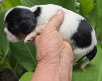 Bashful, a male Cavalier King Charles Spaniel for sale in Elkland, MO – 4 of 4