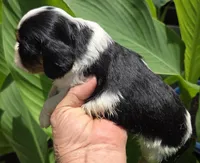 Dopey, a male Cavalier King Charles Spaniel for sale in Elkland, MO – 2 of 4