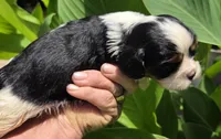 Dopey, a male Cavalier King Charles Spaniel for sale in Elkland, MO – 4 of 4