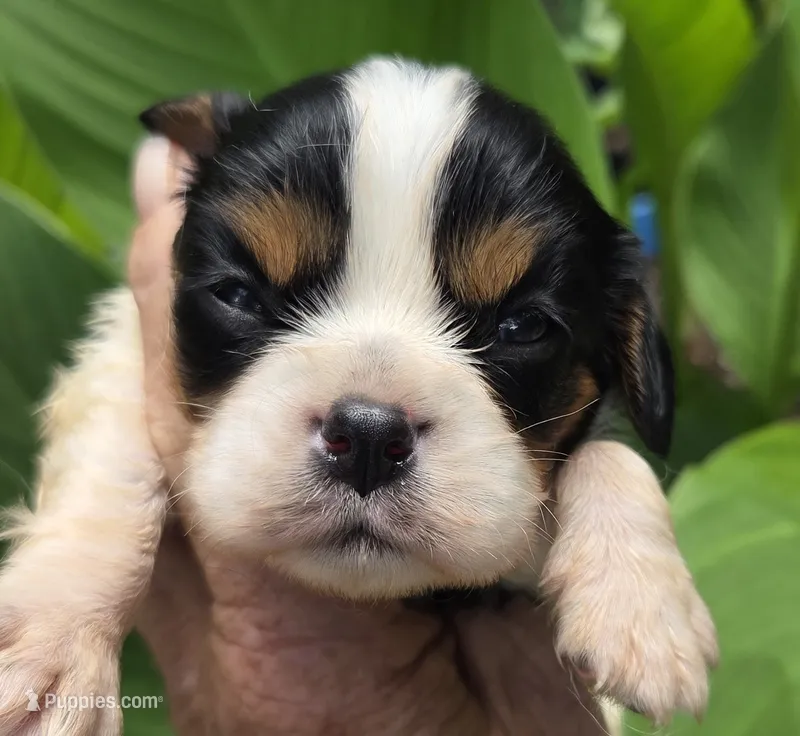 Bashful – Cavalier King Charles Spaniel puppy for sale in Elkland, MO