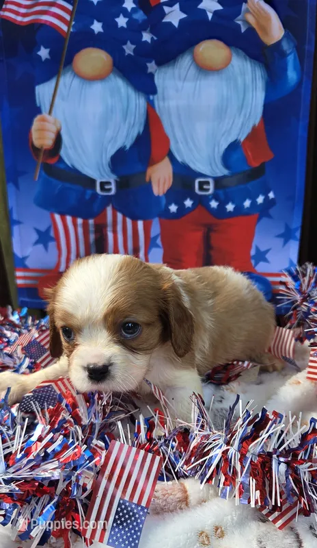 Doc – Cavalier King Charles Spaniel puppy for sale in Elkland, MO
