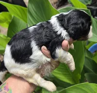 Happy, a male Cavalier King Charles Spaniel for sale in Elkland, MO – 3 of 4