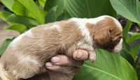 Doc, a male Cavalier King Charles Spaniel for sale in Elkland, MO – 2 of 4
