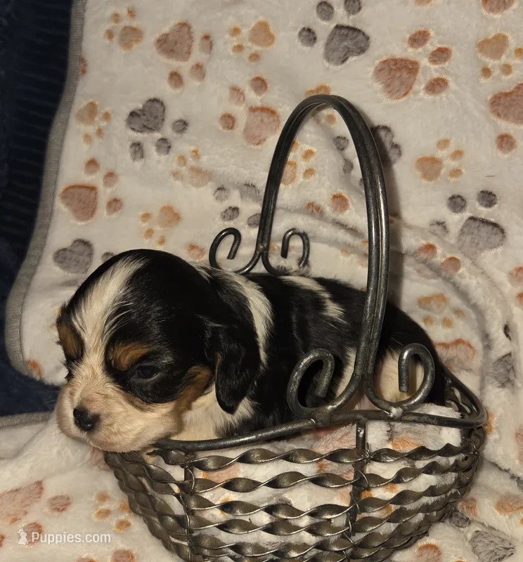 Sleepy – Cavalier King Charles Spaniel puppy for sale in Elkland, MO