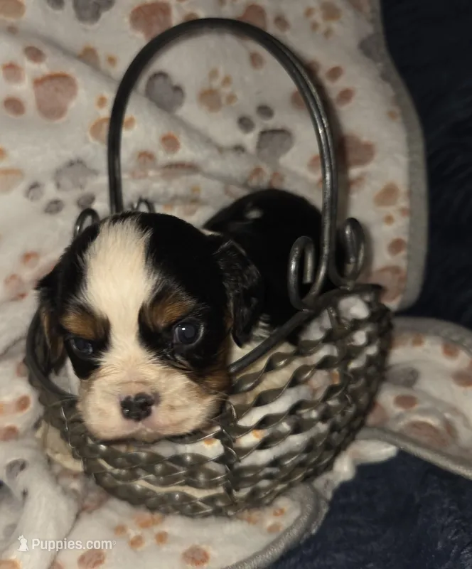 Dopey – Cavalier King Charles Spaniel puppy for sale in Elkland, MO