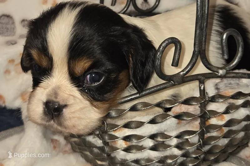 Bashful – Cavalier King Charles Spaniel puppy for sale in Elkland, MO