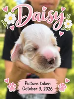 Daisy, a female English Cocker Spaniel for sale in Dayton, TX – 1 of 4
