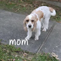 Ranger, a male English Cocker Spaniel for sale in Dayton, TX – Photo 3 of 6
