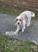 Ranger, a male English Cocker Spaniel for sale in Dayton, TX – Photo 3 of 6