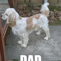 Ranger, a male English Cocker Spaniel for sale in Dayton, TX – Photo 6 of 6