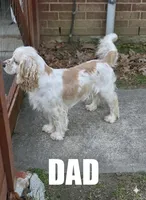 Ranger, a male English Cocker Spaniel for sale in Dayton, TX – Photo 6 of 6