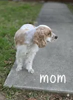 Ranger, a male English Cocker Spaniel for sale in Dayton, TX – Photo 4 of 6