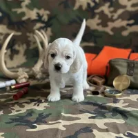 Ranger, a male English Cocker Spaniel for sale in Dayton, TX – Photo 1 of 6