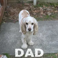Ranger, a male English Cocker Spaniel for sale in Dayton, TX – Photo 5 of 6