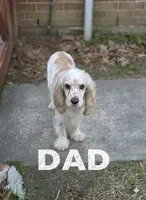 Ranger, a male English Cocker Spaniel for sale in Dayton, TX – Photo 5 of 6