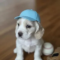 Ranger, a male English Cocker Spaniel for sale in Dayton, TX – Photo 2 of 6