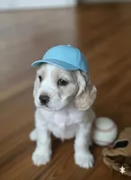 Ranger, a male English Cocker Spaniel for sale in Dayton, TX – Photo 2 of 6