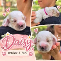 Daisy, a female English Cocker Spaniel for sale in Dayton, TX – 2 of 4
