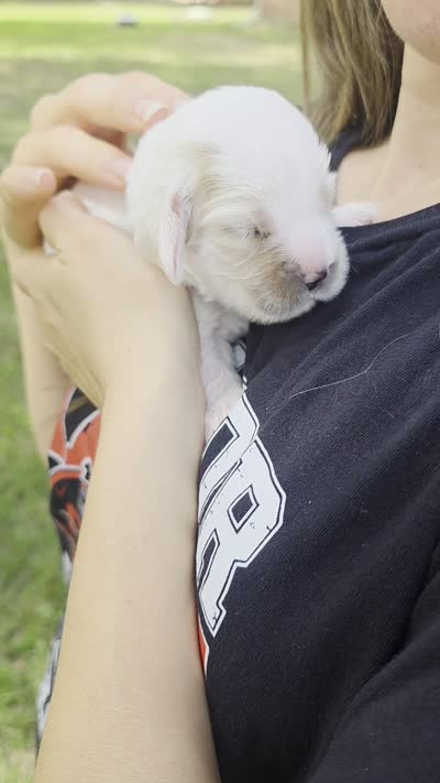 Daisy, a female English Cocker Spaniel for sale in Dayton, TX – 3 of 4
