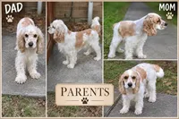 Ginger , a female English Cocker Spaniel for sale in Dayton, TX – 3 of 6
