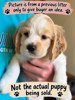 Blossom, a female English Cocker Spaniel for sale in Dayton, TX – 1 of 6