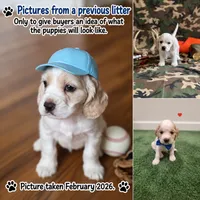 Ginger , a female English Cocker Spaniel for sale in Dayton, TX – 6 of 6