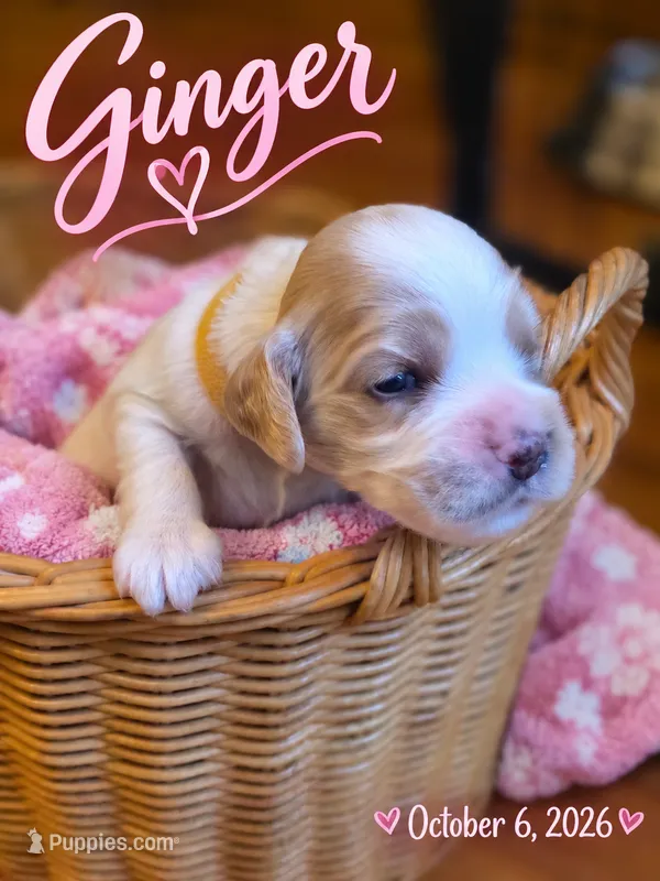 Ginger  – English Cocker Spaniel puppy for sale in Dayton, TX
