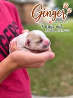 Ginger , a female English Cocker Spaniel for sale in Dayton, TX – 2 of 6
