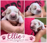 Ellie, a female English Cocker Spaniel for sale in Dayton, TX – 2 of 6