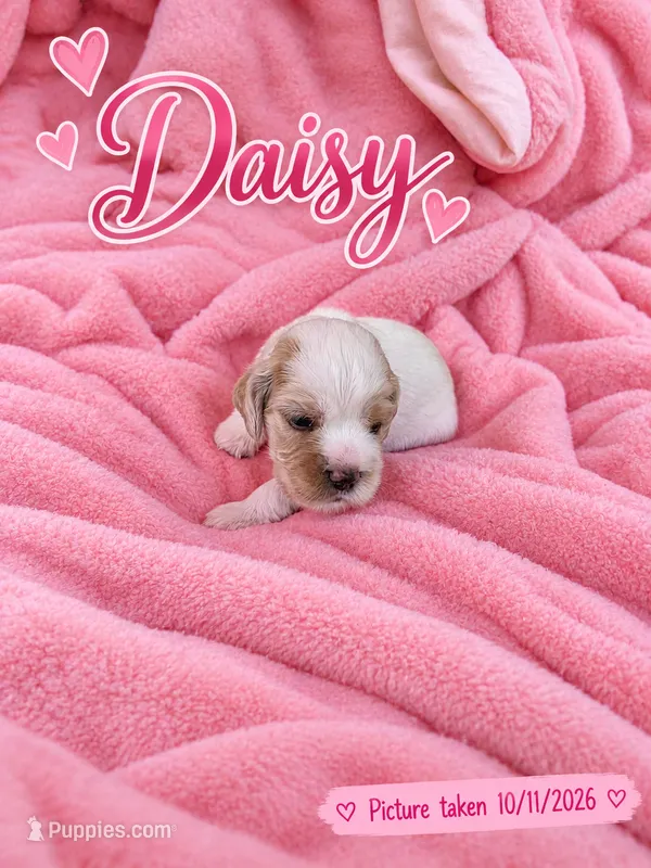 Daisy – English Cocker Spaniel puppy on hold in Dayton, TX