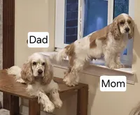 Champ, a male English Cocker Spaniel for sale in Dayton, TX – Photo 4 of 4