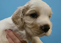 Champ, a male English Cocker Spaniel for sale in Dayton, TX – Photo 3 of 4
