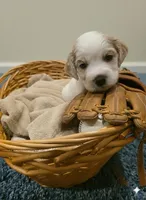 Champ, a male English Cocker Spaniel for sale in Dayton, TX – Photo 1 of 4